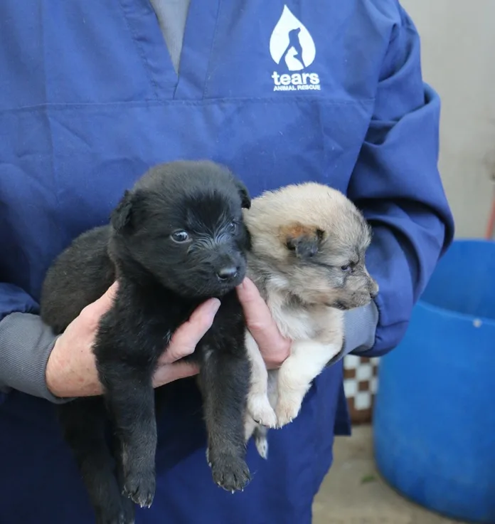 TEARS pups A busy Mandela Day for TEARS Animal Rescue!