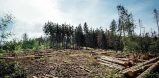 Forest Clearing with Tree Shears – Less Effort, More Results