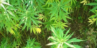 White Widow: A Timeless Classic in the World of Cannabis Seeds White Widow: A Timeless Classic in the World of Cannabis Seeds