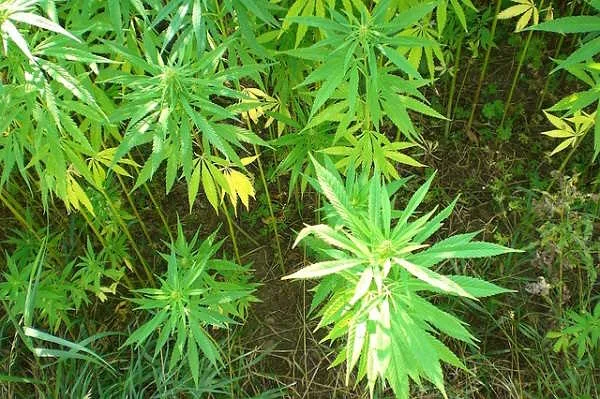 cannabis-plants White Widow: A Timeless Classic in the World of Cannabis Seeds