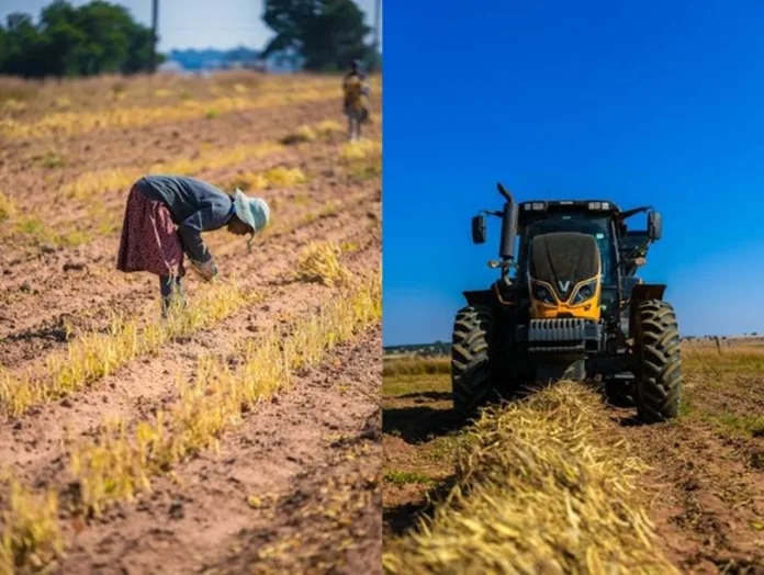 combined-sized (left): Farm workers in Sokhulumi Village outside Bronkhorstspruit in the North West province handpick small white beans during the 2025 harvest season in June. The small white beans will be used to produce Tiger Brands’ KOO Baked Beans (right): A harvester picks up small white beans pulled by hand