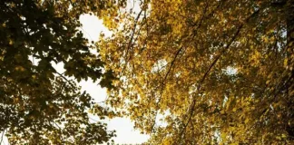 NATURE’S NIGHTCAP: THE SCIENCE BEHIND WHY CITY ESCAPES IMPROVE SLEEP NATURE’S NIGHTCAP: THE SCIENCE BEHIND WHY CITY ESCAPES IMPROVE SLEEP