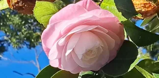 Africa’s only International Camellia Garden of Excellence Camellia Japonica Desire