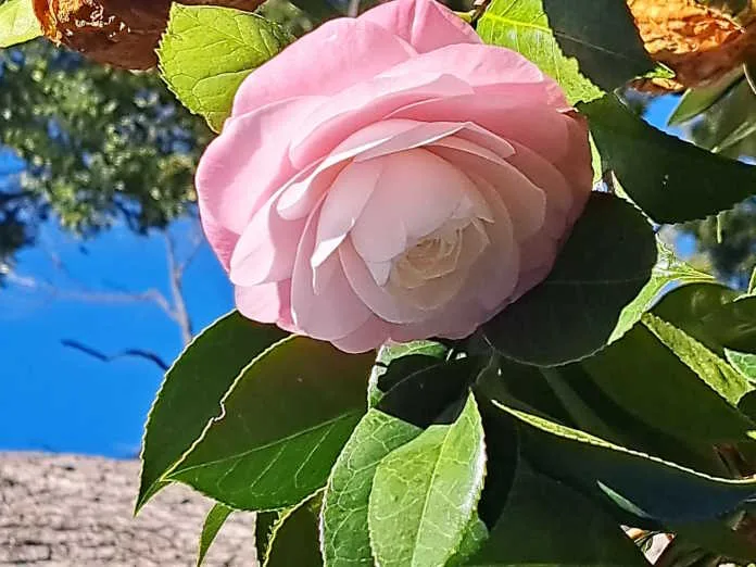 5.-Camellia-Japonica-Desire-1536x1152 Camellia Japonica Desire