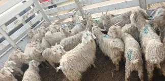 Four Arrested in Bulwer After Stolen Livestock Bust and Attempted Police Bribery Four Arrested in Bulwer After Stolen Livestock Bust and Attempted Police Bribery