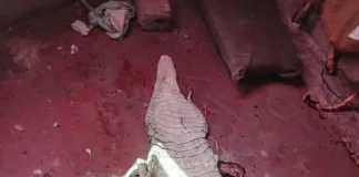 Three Arrested for Possession of Crocodile Skin and Vulture in Giyani