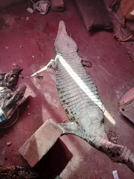 541351089_1195234822628156_7814804280055218887_n Three Arrested for Possession of Crocodile Skin and Vulture in Giyani