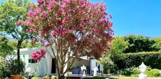 Step Into Spring at the 2025 Franschhoek Open Gardens Festival