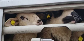 Draft regulations condone 'profiteering through animal suffering'