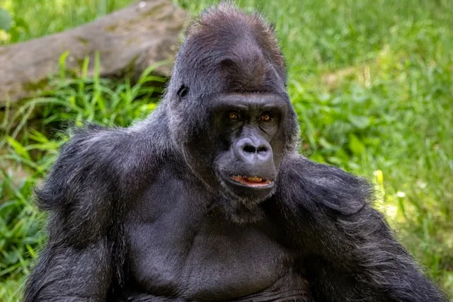 joshua-j-cotten-jC0ju-AFmkk-unsplash Trekking To See Mountain Gorillas in The Wild