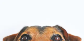 10 Essentials Every Dog Owner Should Have at Home