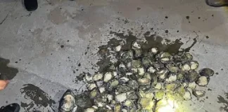 Police Arrest Man in Worcester After Seizing 287 Abalone in Vehicle Police Arrest Man in Worcester After Seizing 287 Abalone in Vehicle