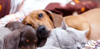 How to Protect Your Pet Against Rabies