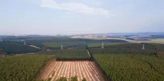 Mondi South Africa transfers ownership of Ihluku Farm to Black-owned timber business