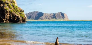Planning a Cruise to the Galapagos Islands: What You Need to Know Before You Go Planning a Cruise to the Galapagos Islands: What You Need to Know Before You Go