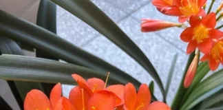 Hyde Park Corner Brings Spring Indoors with Made to Bloom Clivia Exhibition Hyde Park Corner Brings Spring Indoors with Made to Bloom Clivia Exhibition