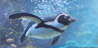 Jackass 30x40cm soft pastels on pastel mat 2025 by Marcelle Heller Plettenberg Bay Arts Association member
