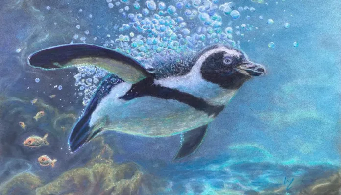 Jackass 30x40cm soft pastels on pastel mat 2025 by Marcelle Heller Plettenberg Bay Arts Association member