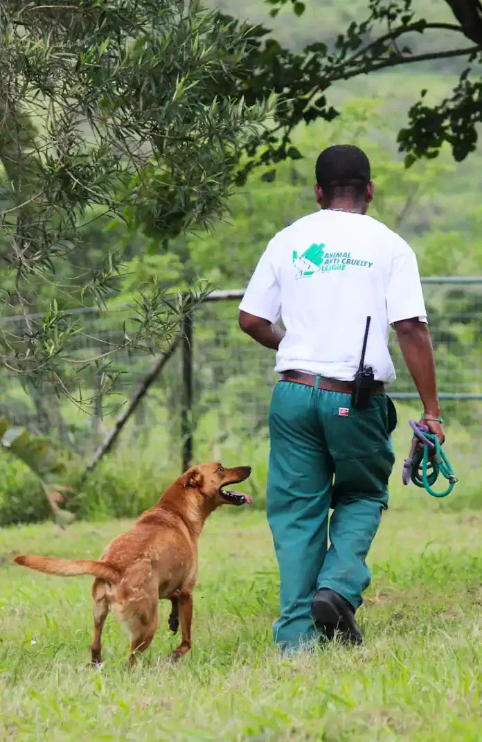 Animal Anti-Cruelty League™ Durban & PMB urgently appeals for help to keep doors open Animal Anti-Cruelty League™ Durban & PMB urgently appeals for help to keep doors open