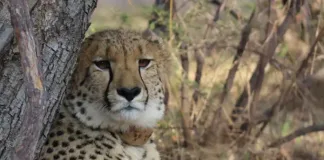 Fast, fierce and four-strong: Mabula welcomes new cheetah line-up Fast, fierce and four-strong: Mabula welcomes new cheetah line-up