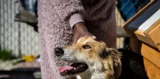 World Rabies Day 2025: ‘Act Now: You, Me, Community’