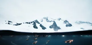 Matthew Sharp, United Kingdom, entry, Open Competition, Natural World & Wildlife, Sony World Photography Awards 2026
