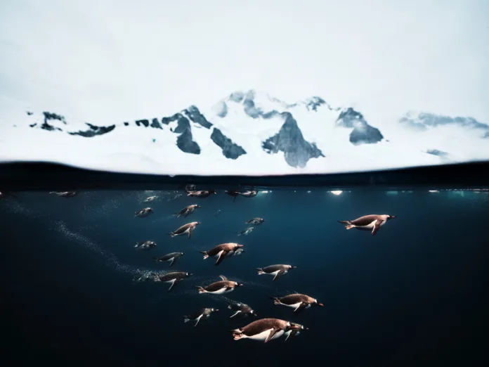 Matthew Sharp, United Kingdom, entry, Open Competition, Natural World & Wildlife, Sony World Photography Awards 2026