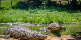 7 Reasons Why Crocworld is the Place to Be These Holidays! 7 Reasons Why Crocworld is the Place to Be These Holidays!