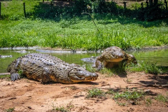 7 Reasons Why Crocworld is the Place to Be These Holidays!