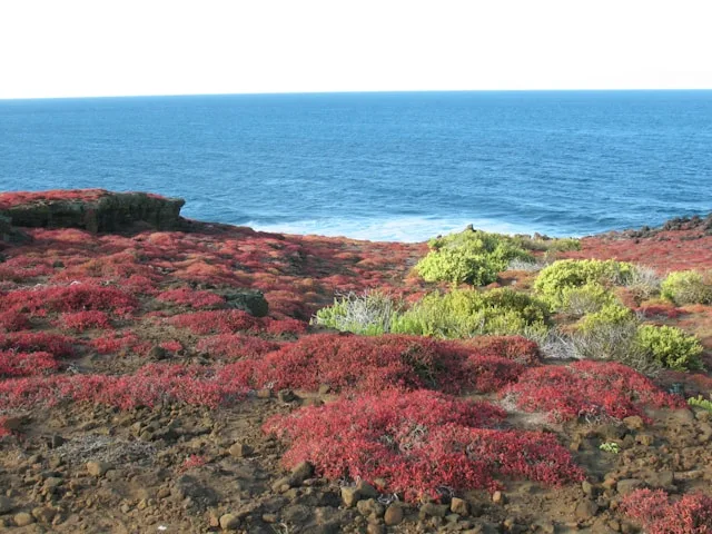When Is the Best Time to Cruise the Galapagos