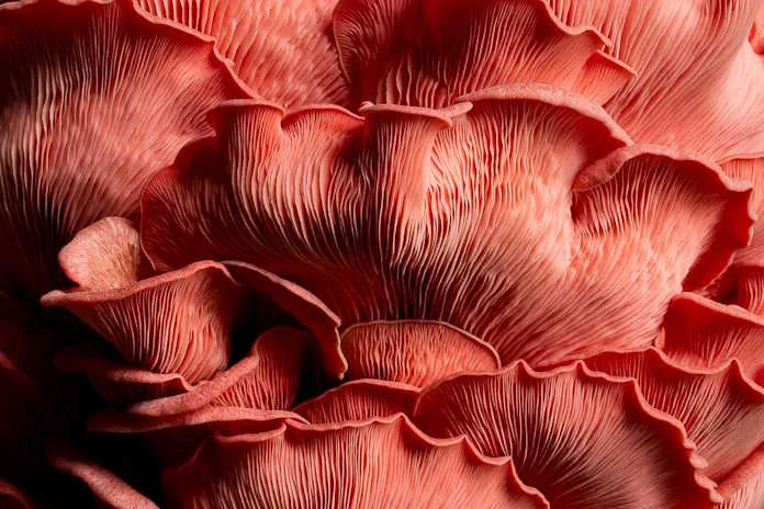 ‘Pink Oyster Mushroom - Close Up’ by Kate Ireland. 3rd, Cream of the Crop, 2025