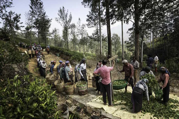 ‘Weighing the Tea Yield’ by Marco Rutten. 2nd, Bring Home the Harvest
