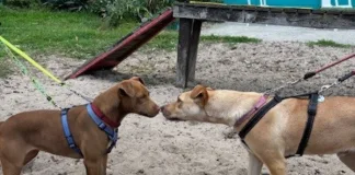 How to introduce a rescue to your family How to introduce a rescue to your family