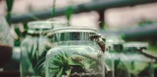 How To Create A Closed, Bioactive Terrarium: Don’t Overlook These Essentials How To Create A Closed, Bioactive Terrarium: Don’t Overlook These Essentials