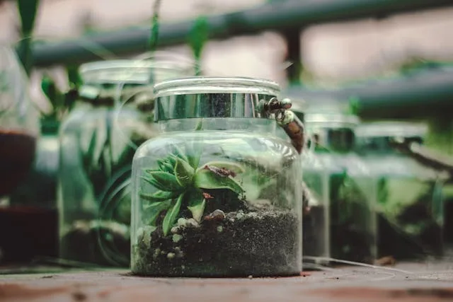 pexels-arunbabuthomas-1105671 How To Create A Closed, Bioactive Terrarium: Don’t Overlook These Essentials