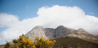 Stellenbosch, South Africa. Stunning Mountain Landscape with Yellow Flowers