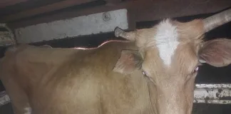 Suspected Livestock Thieves to Appear in Qumbu Court Suspected Livestock Thieves to Appear in Qumbu Court
