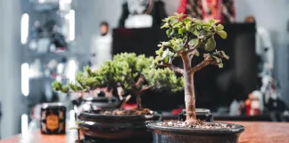 Johannesburg’s Premier Plant Event: The Houghton Bonsai, Succulent & Plant Show is Back, and better than ever! Houghton Bonsai, Succulent & Plant Show