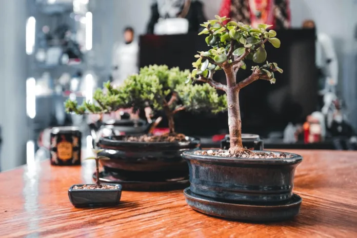 Houghton Bonsai, Succulent & Plant Show