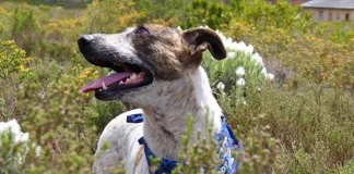 Charlie’s Journey: From Mange to a Loving Home