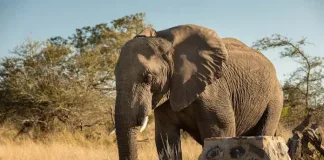 Kruger National Park in High Demand as Safari Travel Booms Kruger National Park in High Demand as Safari Travel Booms