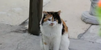 From Forgotten to Family: TEARS Highlights Feral Cats Ready for Adoption Semi feral ready for love