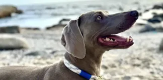 From rescue to runway – Collars that Change Lives