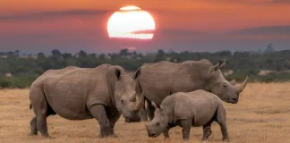 Bothongo Rhino and Lion Nature Reserve Launches Sunset Safari Game Drives Bothongo Rhino and Lion Nature Reserve Launches Sunset Safari Game Drives