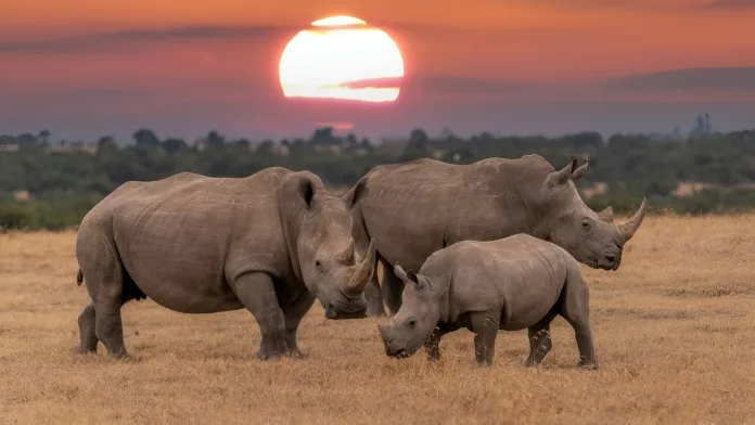 Sunset-Safari Bothongo Rhino and Lion Nature Reserve Launches Sunset Safari Game Drives