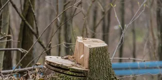 Tree Felling vs. Tree Trimming: What’s the Difference? Tree Felling vs. Tree Trimming: What’s the Difference?