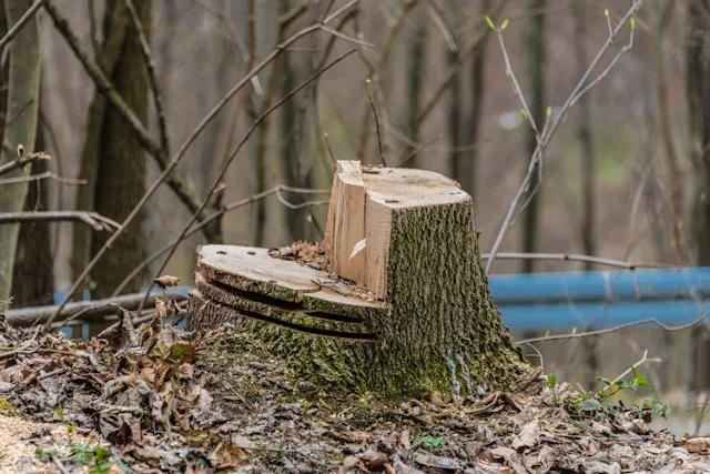 Tree-Felling-vs.-Tree-Trimming-Whats-the-Difference-1 Tree Felling vs. Tree Trimming: What’s the Difference?