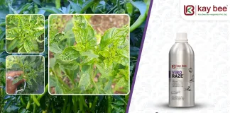 Thrips on Tomatoes: Effective Control Techniques You Need to Know