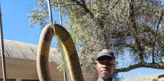 Two Danielskuil SAPS members brave dangerous snakes