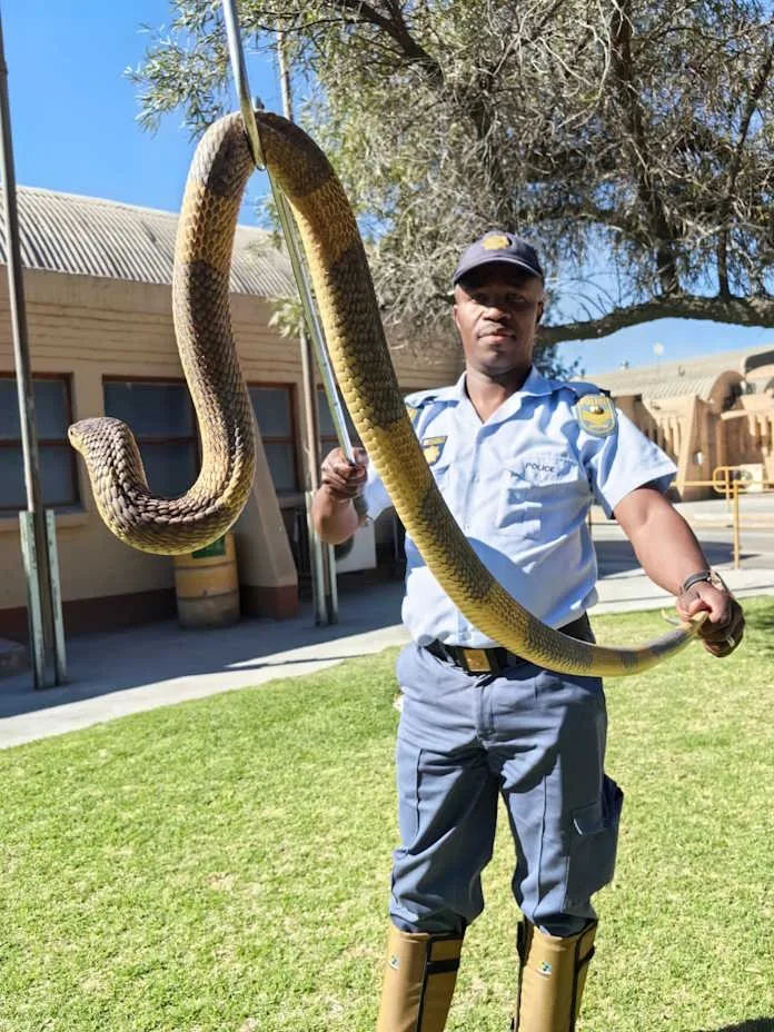 drrbf-20251018-SAPS-1 Two Danielskuil SAPS members brave dangerous snakes